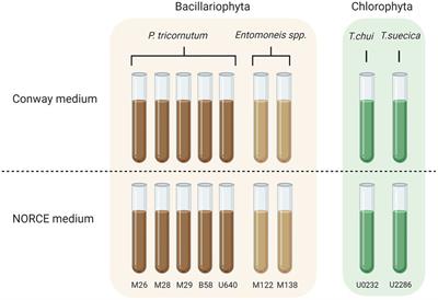 A closer look into the microbiome of microalgal cultures